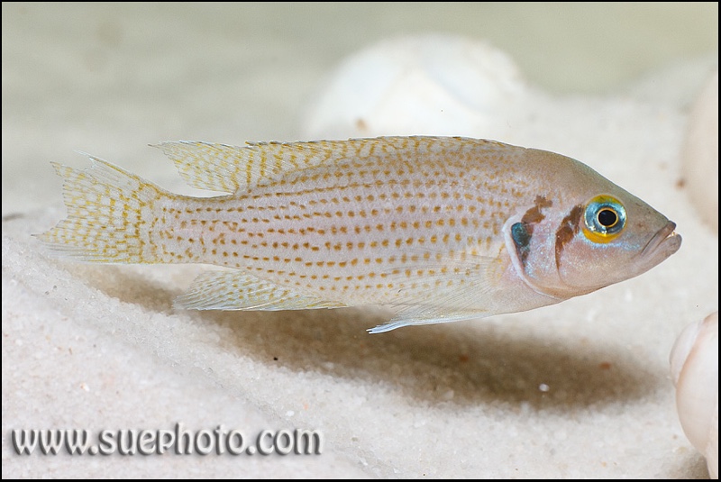 Neolamprologus pulcher 'Isanga Bay'